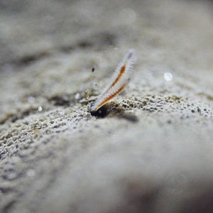 Bone-Eating Worms (Osedax spp.)