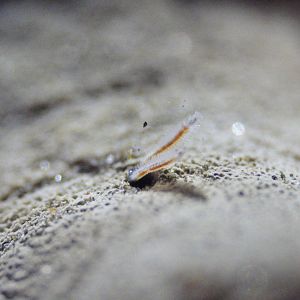 Bone-Eating Worms (Osedax spp.)