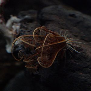 Deep-Sea Feather Star (Florometra Serratissima)