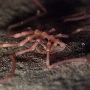 Sea Spider (A. Japiconus?)