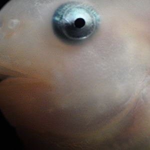 Salmon Snailfish (Careproctus Rastrinus)