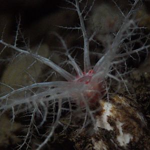 Armored Sea Cucumber (Psolus Squamatus)