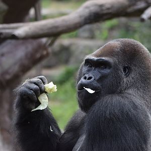 [September 2021] Fragile Forest- western lowland gorilla (Gorilla gorilla gorilla) eating