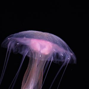 Mauve Stinger (Pelagia Flaveola)