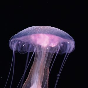 Mauve Stinger (Pelagia Flaveola)