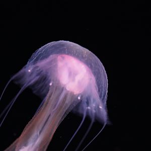 Mauve Stinger (Pelagia Flaveola)