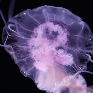 Mauve Stinger (Pelagia Flaveola)