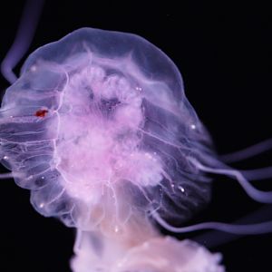 Mauve Stinger (Pelagia Flaveola)