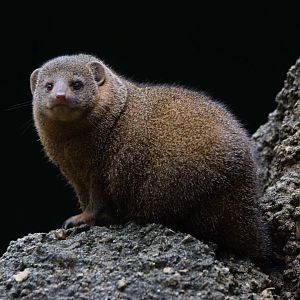 [September 2021] River's Edge- dwarf mongoose (Helogale parvula) on mock termite mound