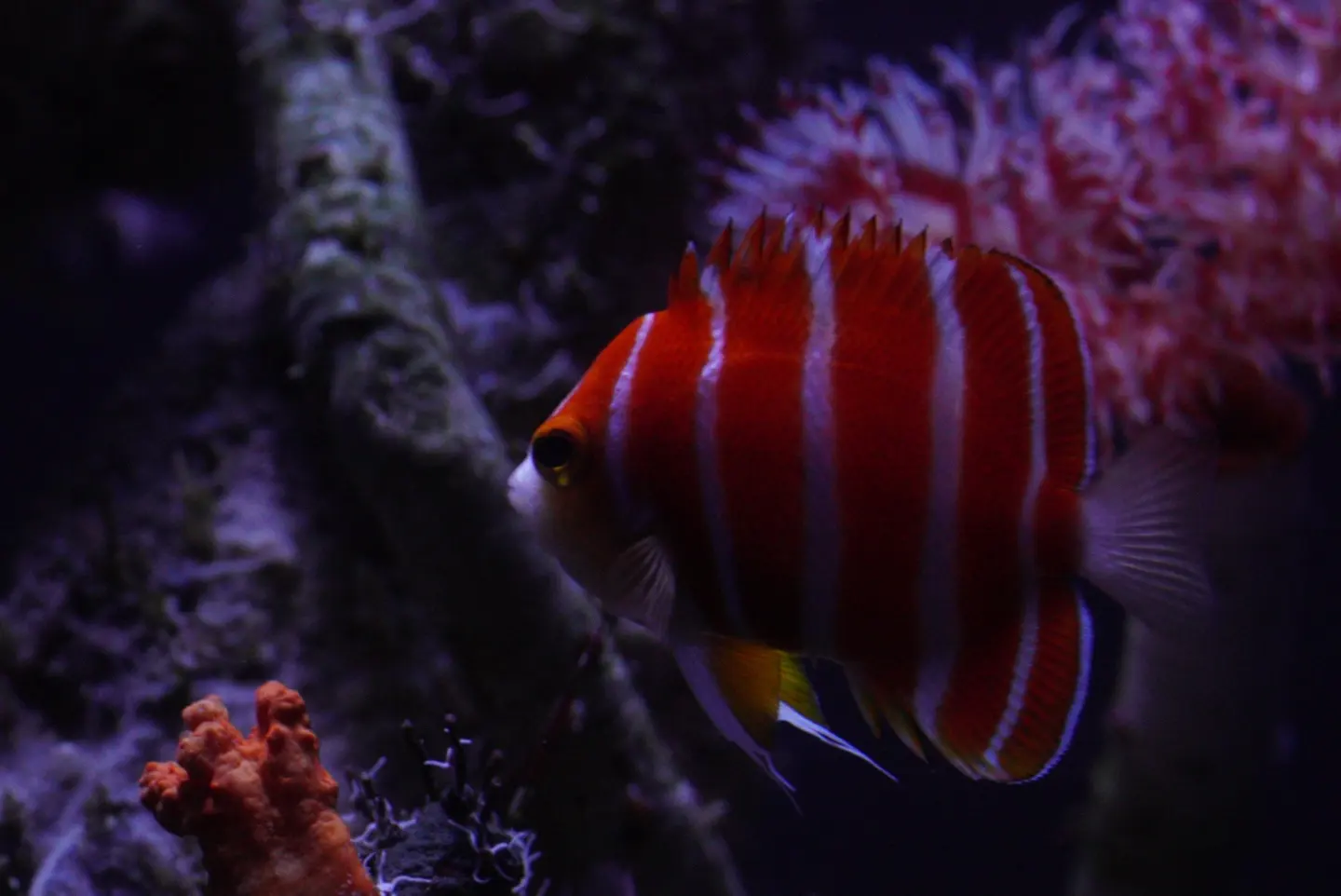 Peppermint Angelfish (Paracentropyge Boylei)