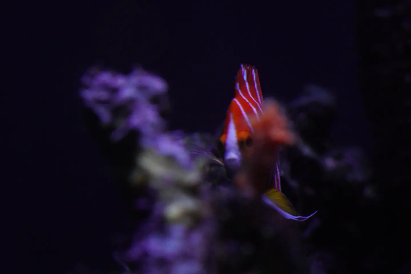 Peppermint Angelfish (Paracentropyge Boylei)