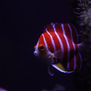Peppermint Angelfish (Paracentropyge Boylei)