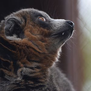 [September 2021] Canopy Trails- mongoose lemur (Eulemur mongoz)