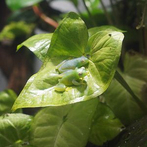 Hour Glass Tree Frog