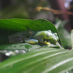 Hour Glass Tree Frog