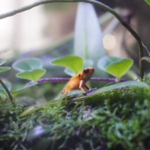 Golden Posion Dart Frog