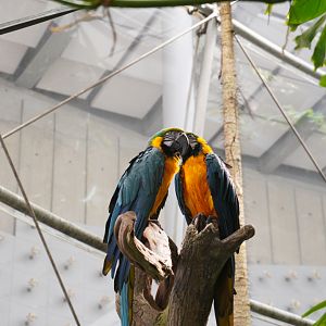 Blue and Yellow Macaws