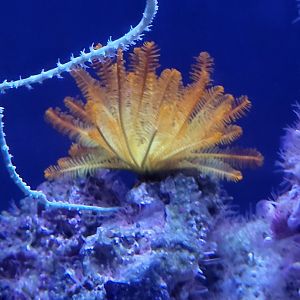 Feather Star (Crinoid sp.)