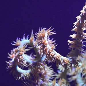 Wire Coral (Orange / Yellow)