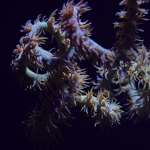 Wire Coral (Orange / Yellow)