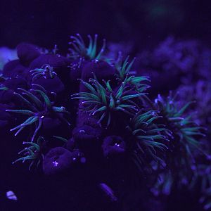 Sun Coral (Florencescent Black with Green)