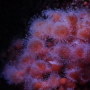 Strawberry Anemone (Corynactis)