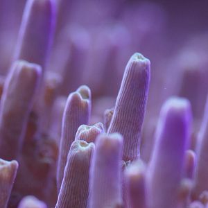 Tabling Acropora