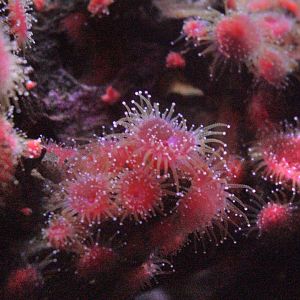 Strawberry Anemone