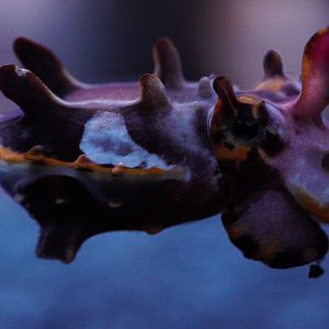 Flamboyant Cuttlefish