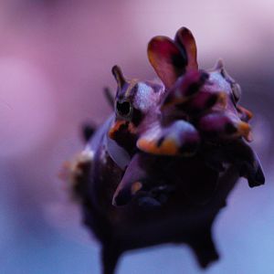 Flamboyant Cuttlefish