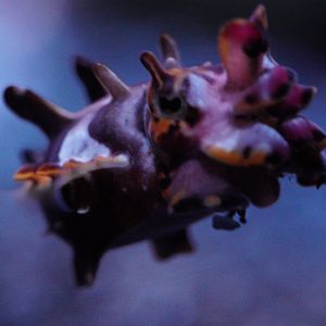 Flamboyant Cuttlefish