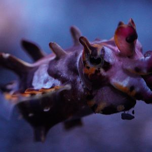 Flamboyant Cuttlefish