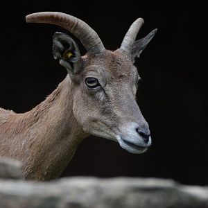 [September 2021] Red Rocks- Transcapian urial (Ovis orientalis arkal)