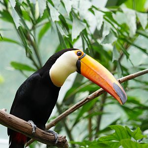 Toco Toucan