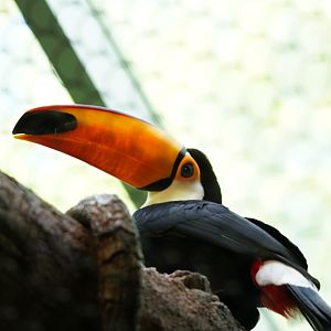 Toucan sp.