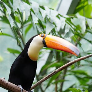 Toucan sp.