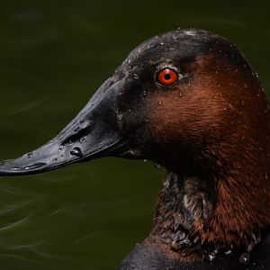 [May 2021] Cypress Swamp- canvasback (Aythya valisineria)