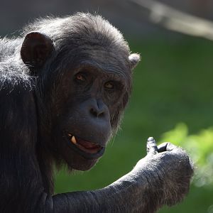 [May 2021] Fragile Forest- chimpanzee (Pan troglodytes) chewing