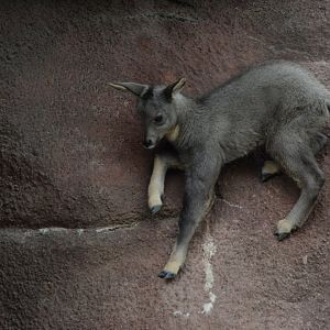 [May 2021] Red Rocks- central Chinese goral (Naemorhedus griseus) kid climbing ledge