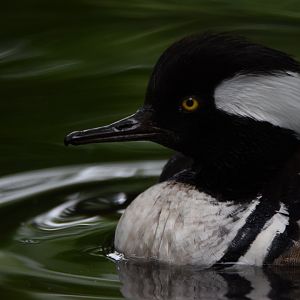 [May 2021] Cypress Swamp- hooded merganser