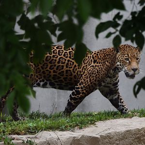 [May 2021] Big Cat Country- Jaguar (Panthera onca) walking