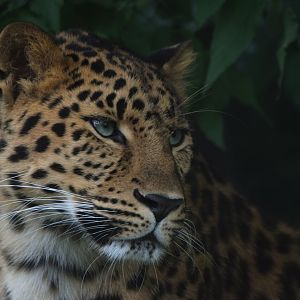 [May 2021] Big Cat Country- Amur leopard
