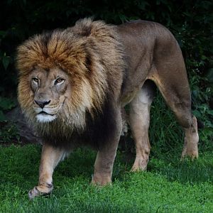 [May 2021] Big Cat Country- lion (Panthera leo) walking