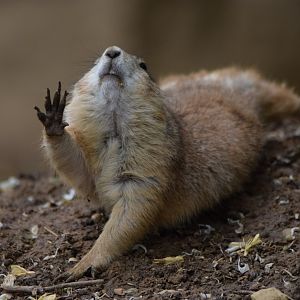 [May 2021] black-tailed prairie dog (Cynomys ludovicianus) stretching