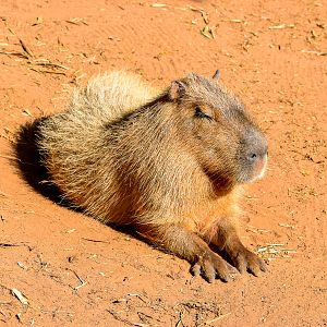 Capybara
