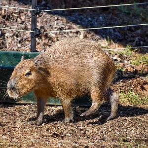 Capybara pup