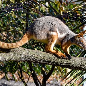 Yellow-footed Rock-Wallaby