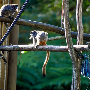 Emperor Tamarins on open-topped island exhibit