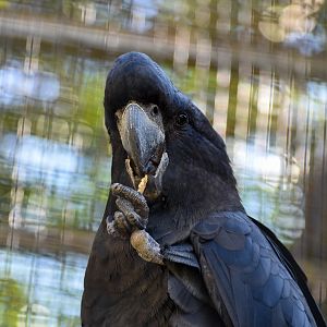 Red-tailed Black Cockatoo