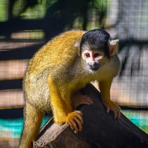 Bolivian Squirrel Monkey